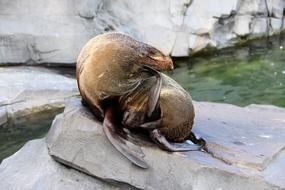 Cute and beautiful seal on the stones among the water in the zoo