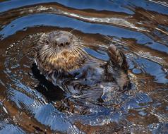 perfect Sea ââOtter Aquatic