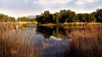 sky over a quiet lake among the reeds