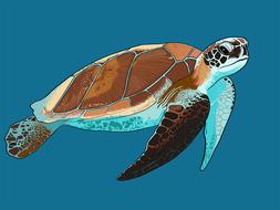 e sea turtle animal underwater drawing