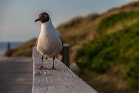 seagull on the parapet on the embankment at sunset