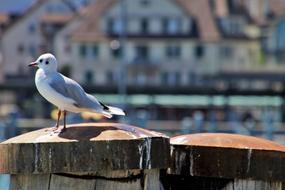 Sitting Seagull