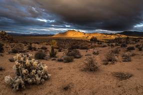 cloudy sunset over Joshua Tree National Park