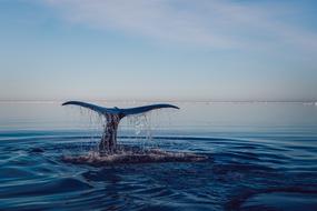 goodly Dolphin Water