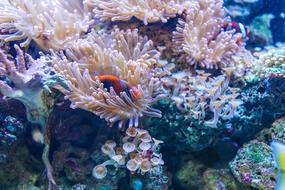 goodly Underwater Coral Reef