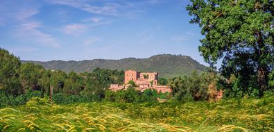 Rural Field Of Cereals