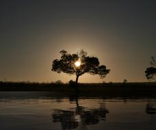 tree silhouette at sunrise
