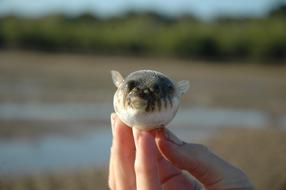 puffer fish on hand