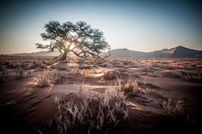 Africa Namibia tree