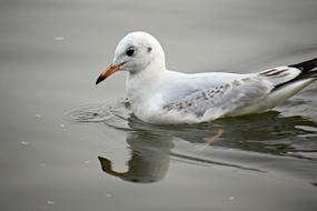 goodly Seagull Bird Sea