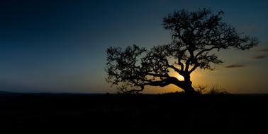 wild fig tree at sunset at dusk