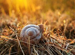 Snail Sunset and Grass