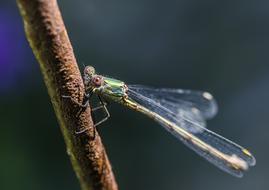 goodly Dragonfly Insect Nature