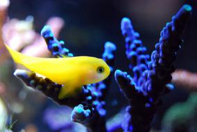 Fish Reef Coral yellow