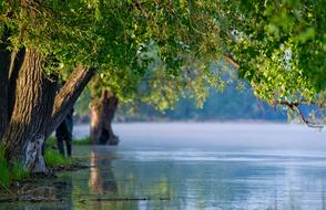 fabulous Water Nature Green tree