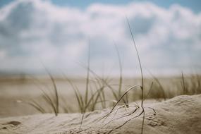 Beach sand Grass