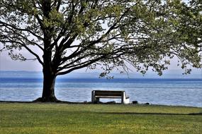 Beautiful landscape with the green shore with bench and tree