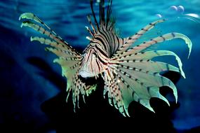 fabulous Fish Aquarium Blue