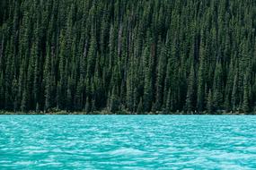 lake near coniferous forest