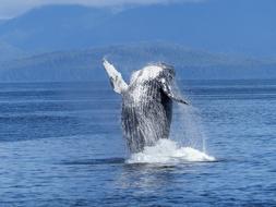 humpback whale jumps out of the water