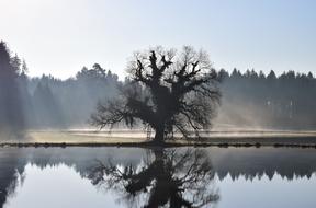 fabulous Lake Tree