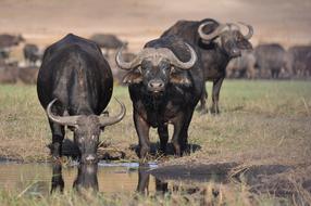 buffalo in the Wildlife