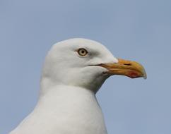 very beautiful Seagull Head