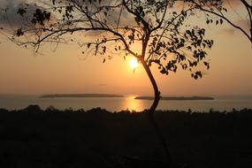 Sunset Beach tree