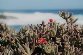 photo of blooming cacti on the ocean