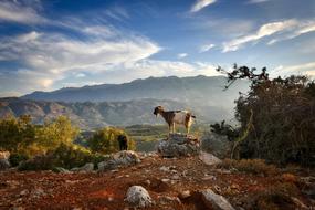 fabulous Crete Goat