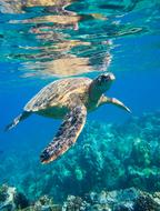 wild wonderful Sea Turtle