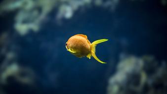 goldfish in the underwater world