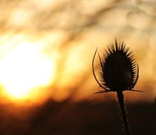 perfect Sun Evening Sky
