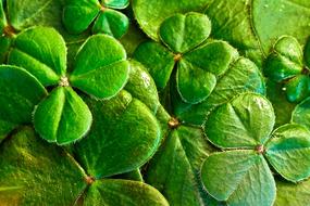 Shamrocks Clover green