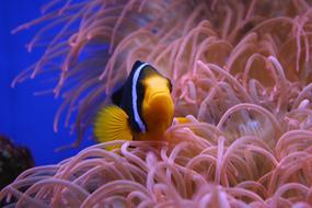 Clown Fish in the colorful underwater world