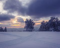 Tree Sunset Pastel snow