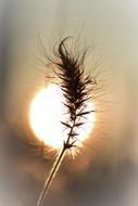 dry blooming grass against the bright sun
