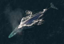 photo of a blue whale in the sea