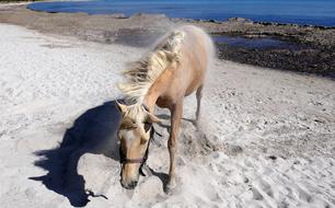 horse on the sand on the beach