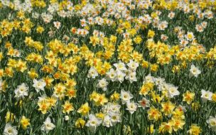 incredibly beautiful Daffodils Flowers