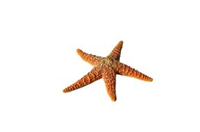 Starfish Spur Sea orange