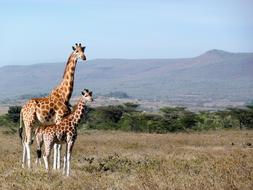 Giraffe Kenya