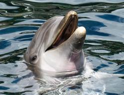 goodly Dolphin looking from water