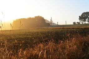 Field Foggy sun