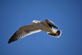 incredibly beautiful Bird Wild