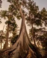 goodly Trees Woods Large