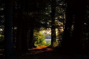 fabulous Forest Glade Green