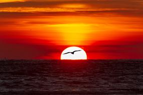 silhouette of a seagull over water against the backdrop of the setting sun