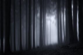 wood forest twilight