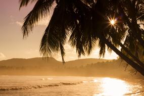 Beach palms Ocean